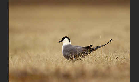 Falkenraubmöwe (Stercorarius longicaudus)