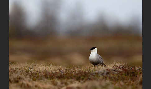 Falkenraubmöwe (Stercorarius longicaudus)