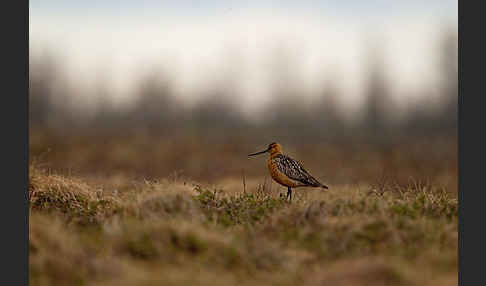 Pfuhlschnepfe (Limosa lapponica)