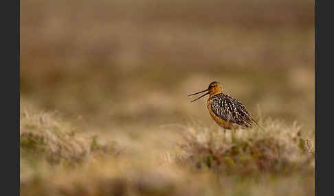 Pfuhlschnepfe (Limosa lapponica)