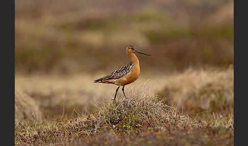 Pfuhlschnepfe (Limosa lapponica)