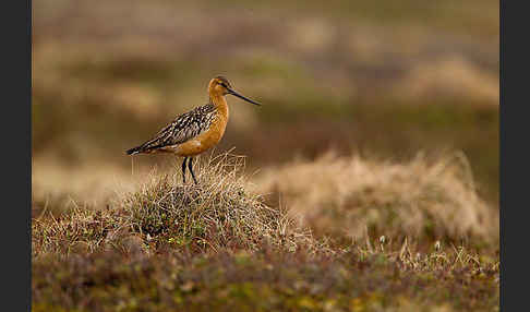 Pfuhlschnepfe (Limosa lapponica)