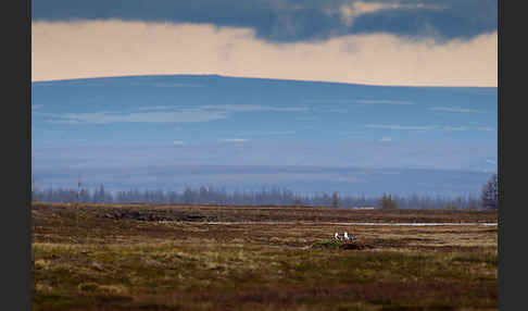 Tundramöwe (Larus heuglini)