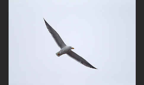 Tundramöwe (Larus heuglini)