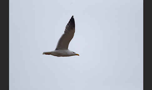 Tundramöwe (Larus heuglini)