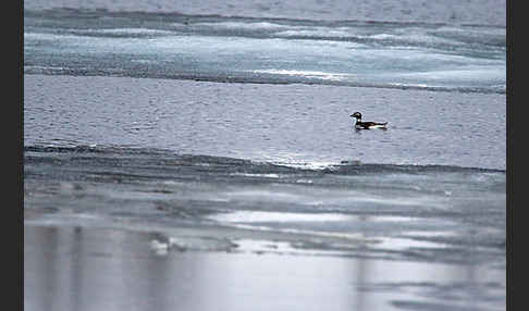 Eisente (Clangula hyemalis)