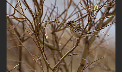 Rotkehlpieper (Anthus cervinus)