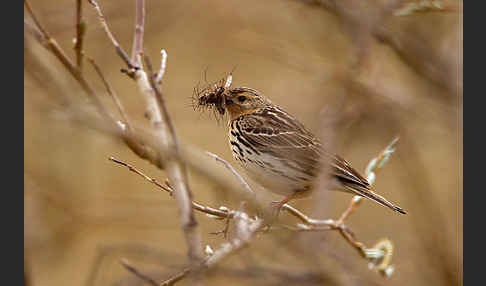 Rotkehlpieper (Anthus cervinus)