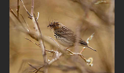 Rotkehlpieper (Anthus cervinus)