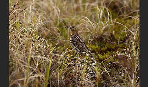 Rotkehlpieper (Anthus cervinus)