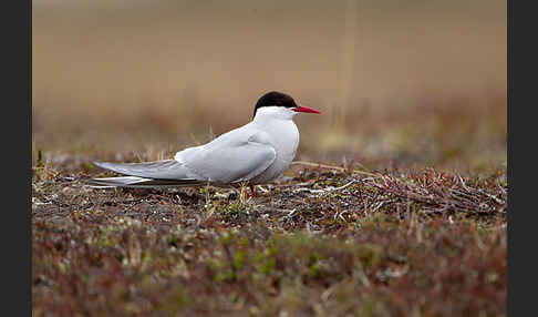 Küstenseeschwalbe (Sterna paradisaea)