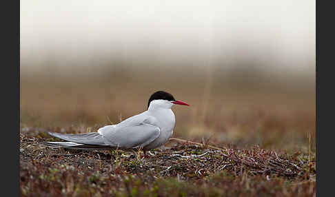 Küstenseeschwalbe (Sterna paradisaea)