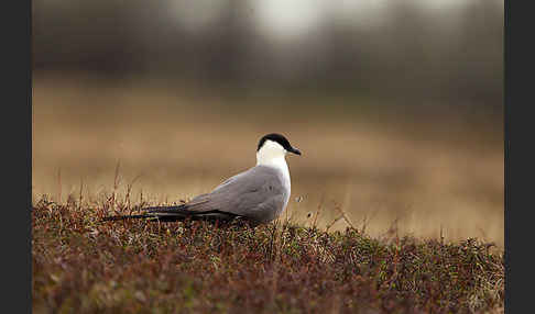 Falkenraubmöwe (Stercorarius longicaudus)