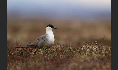 Falkenraubmöwe (Stercorarius longicaudus)