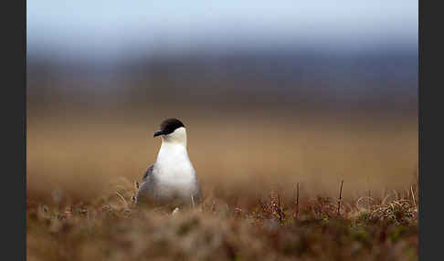 Falkenraubmöwe (Stercorarius longicaudus)