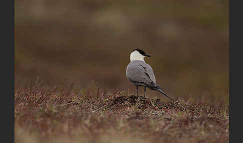 Falkenraubmöwe (Stercorarius longicaudus)