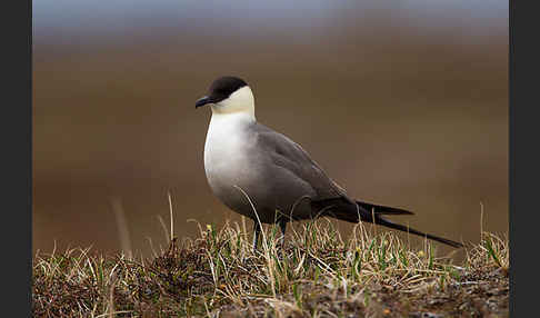 Falkenraubmöwe (Stercorarius longicaudus)