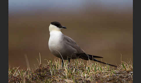 Falkenraubmöwe (Stercorarius longicaudus)