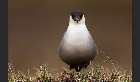 Falkenraubmöwe (Stercorarius longicaudus)