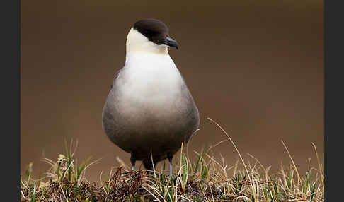 Falkenraubmöwe (Stercorarius longicaudus)