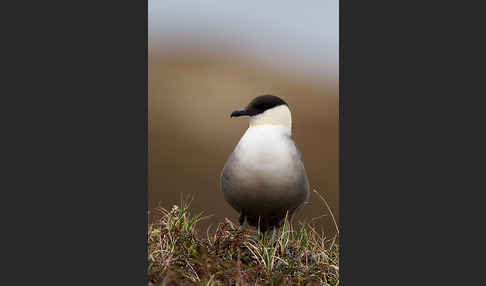 Falkenraubmöwe (Stercorarius longicaudus)