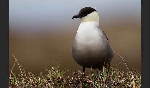 Falkenraubmöwe (Stercorarius longicaudus)