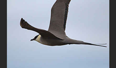 Falkenraubmöwe (Stercorarius longicaudus)