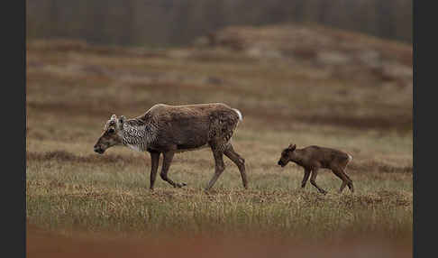 Rentier (Rangifer tarandus)