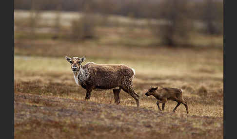 Rentier (Rangifer tarandus)