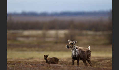 Rentier (Rangifer tarandus)