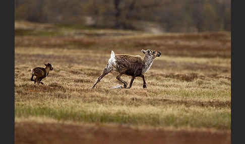 Rentier (Rangifer tarandus)