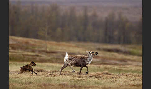 Rentier (Rangifer tarandus)