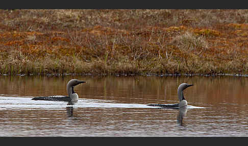 Prachttaucher (Gavia arctica)