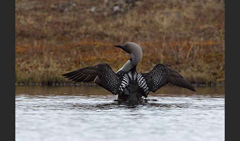 Prachttaucher (Gavia arctica)