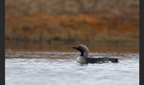 Prachttaucher (Gavia arctica)