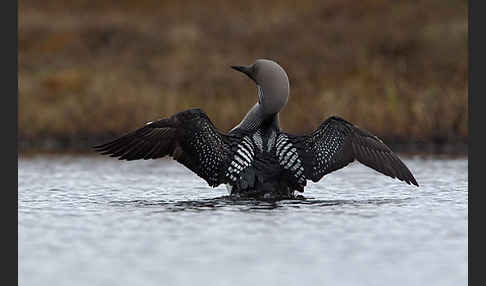 Prachttaucher (Gavia arctica)