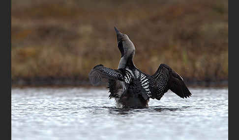 Prachttaucher (Gavia arctica)