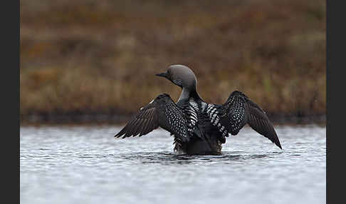 Prachttaucher (Gavia arctica)