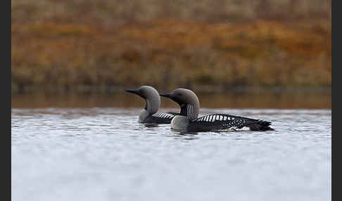 Prachttaucher (Gavia arctica)