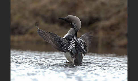 Prachttaucher (Gavia arctica)