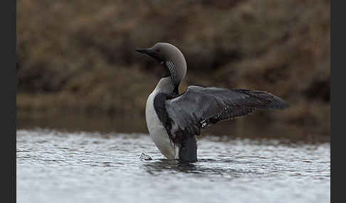 Prachttaucher (Gavia arctica)