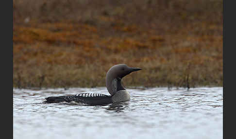 Prachttaucher (Gavia arctica)