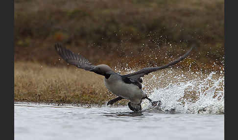 Prachttaucher (Gavia arctica)