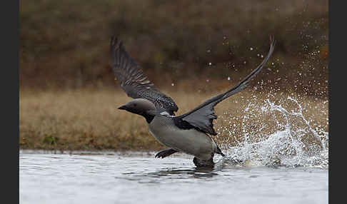 Prachttaucher (Gavia arctica)