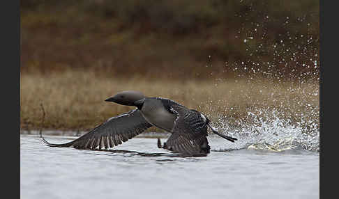 Prachttaucher (Gavia arctica)