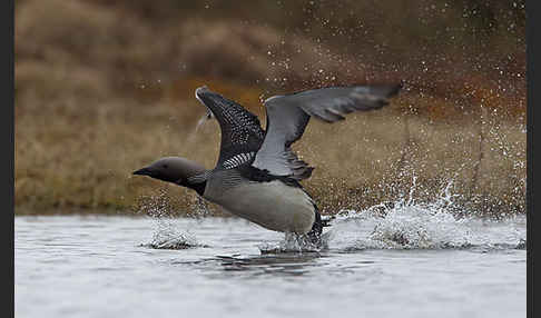 Prachttaucher (Gavia arctica)