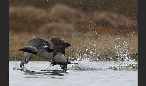 Prachttaucher (Gavia arctica)