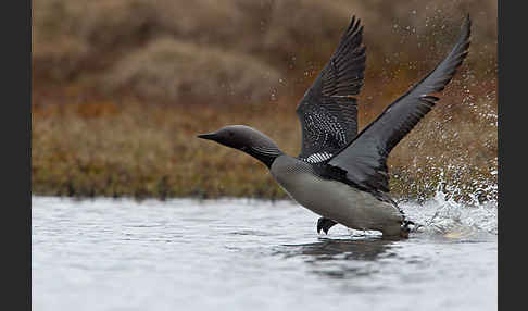 Prachttaucher (Gavia arctica)