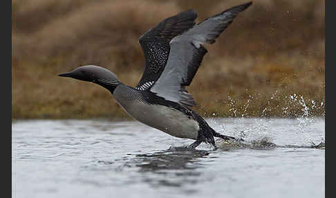 Prachttaucher (Gavia arctica)