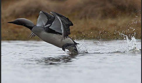 Prachttaucher (Gavia arctica)